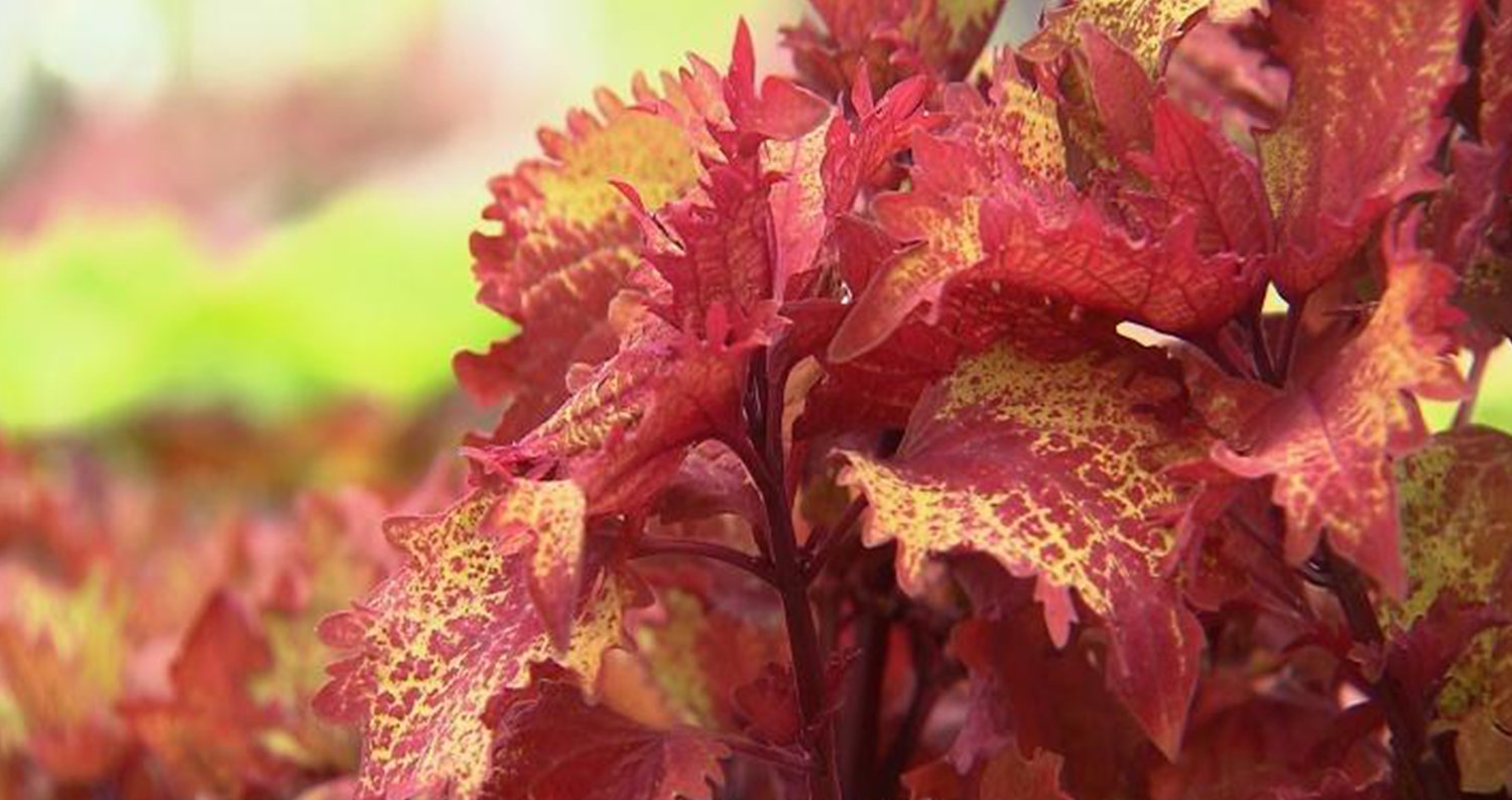 Henna coleus